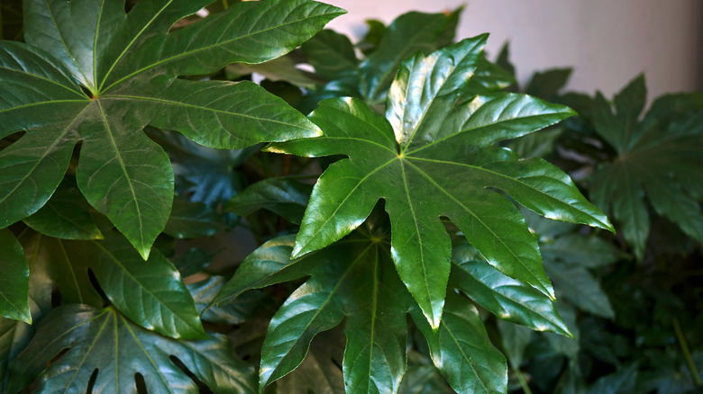 The glossy, green leaves of a fatsia plant
