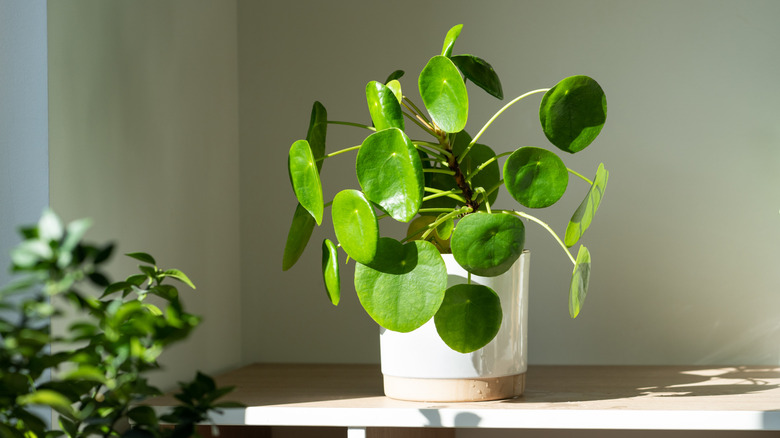 A friendship plant in a sunny corner