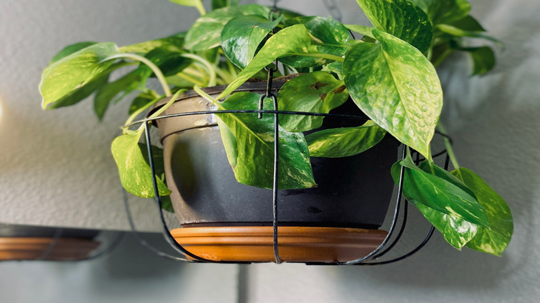 A golden pothos in a hanging planter in a corner