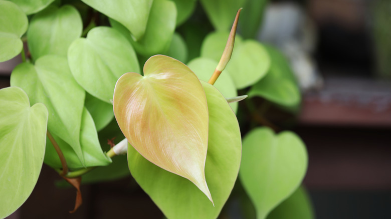 A heartleaf philodendron plant