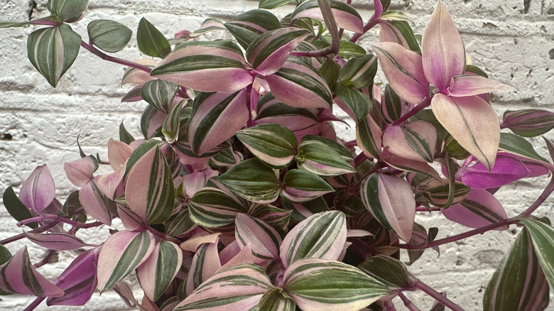 A variegated inch plant