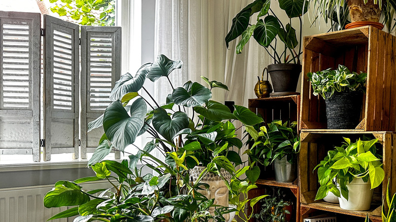 Many different houseplants growing in the corner of a room