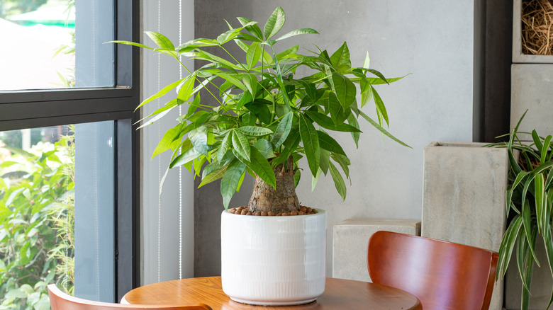 A money plant on a table in a corner