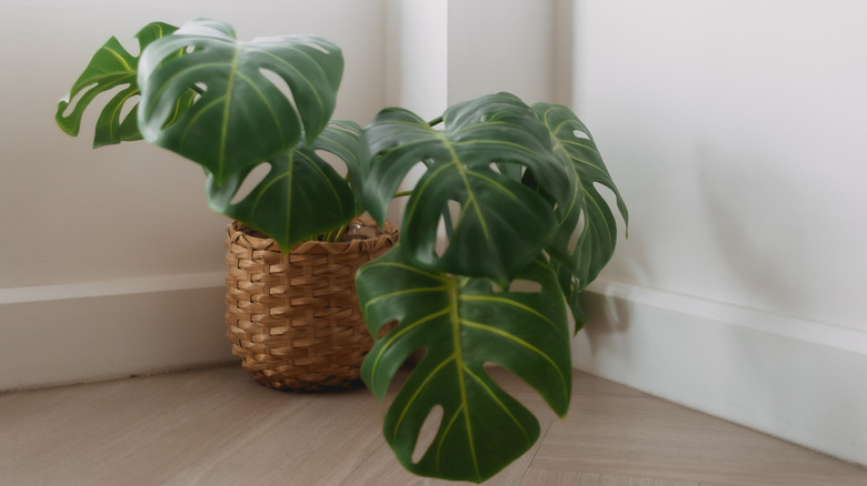 A monstera deliciosa plant growing in a corner