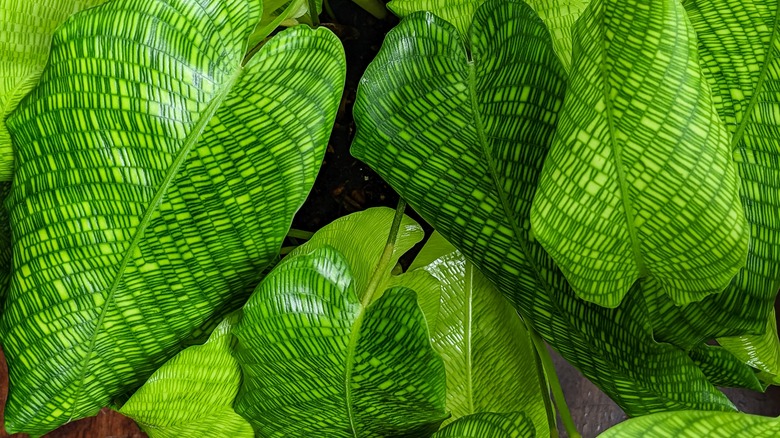The leaves of a network calathea prayer plant