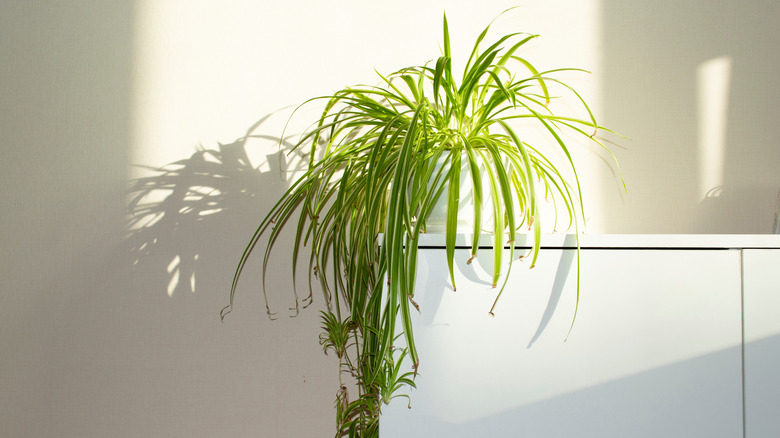 A spider plant brightens up a room