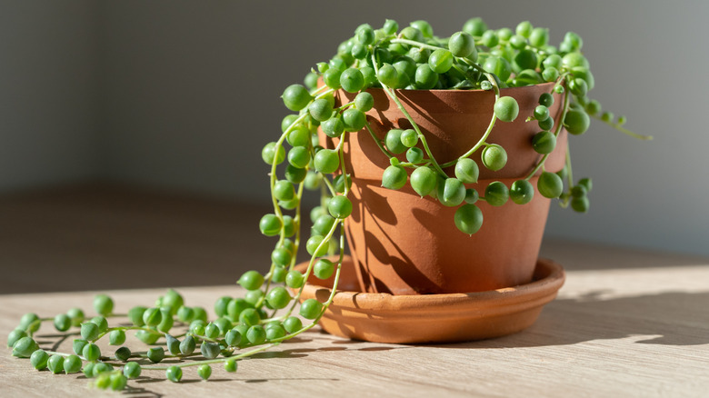 A string of pearls plant in a sunny corner