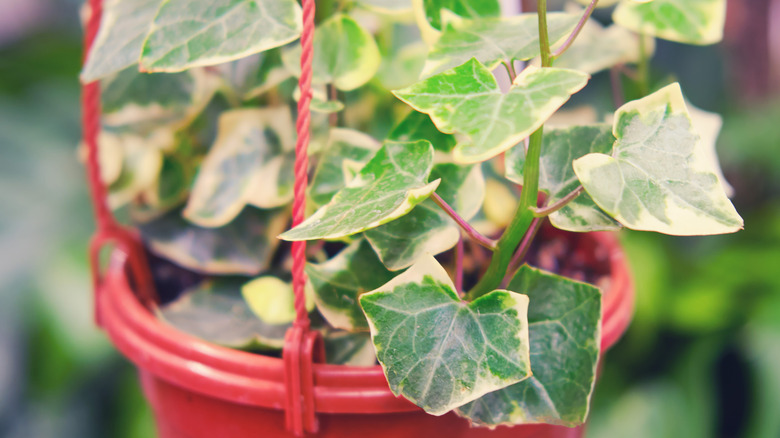 The variegated leaves of a wax ivy plant