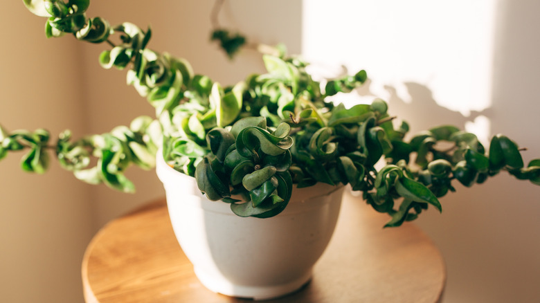 A wax plant on a stand in a sunny corner of a room