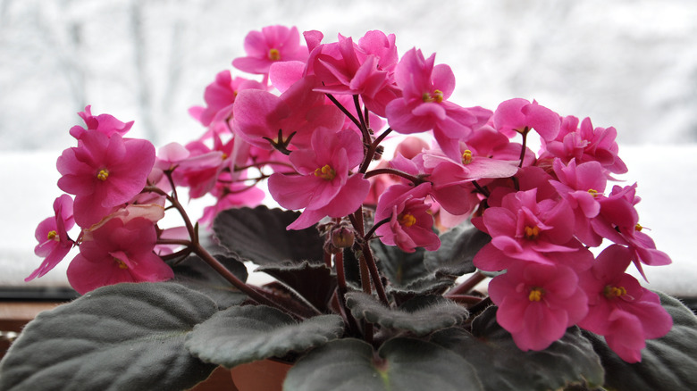 African violet with pink flowers