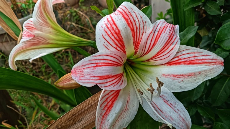 Amaryllis flower with white and red striped blooms