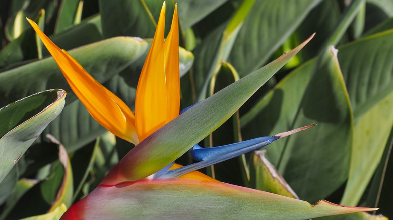 Bird of paradise flower
