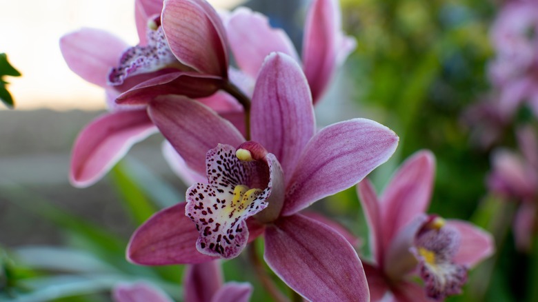 Mauve flowers on Cymbidium orchid