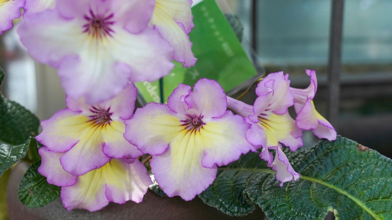 Cape primrose with lilac and creamy yellow blooms