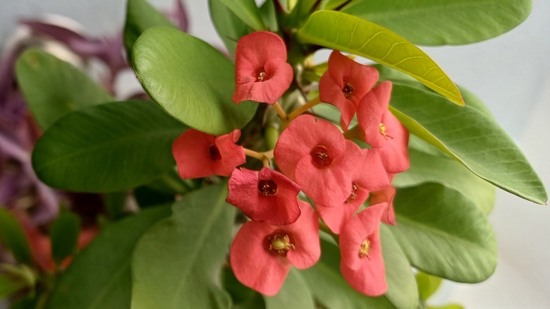 Crown of thorns plant in bloom