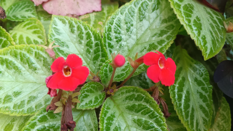 Red flowers on flame violet plant
