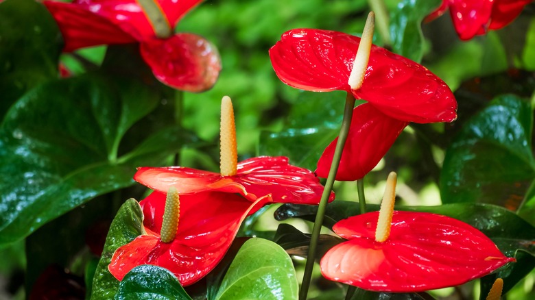 Anthurium plants in flower