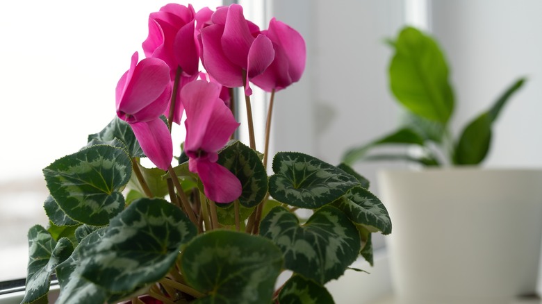 Florist's cyclamen plant with pink blooms