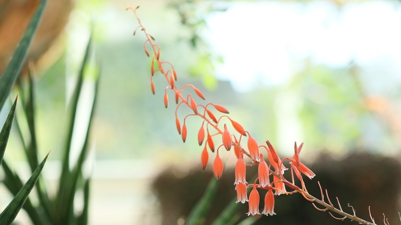 Flower spike from a gasteria plant with reddish orange blooms