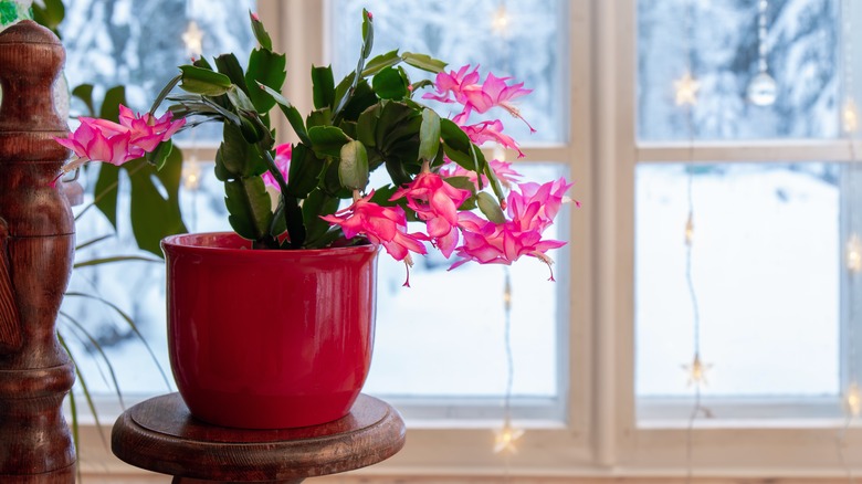 Christmas cactus next to window showing snowy weather