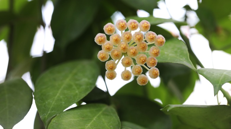 Hoya lacunosa in bloom