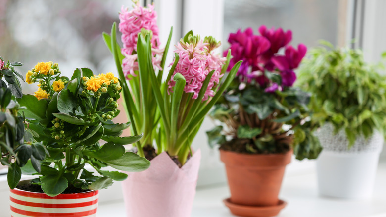Flowering plants indoor on a window sill