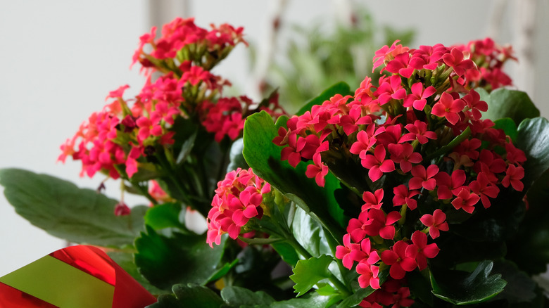 Reddish pink blooms on a kalanchoe plant
