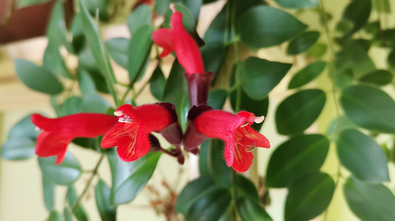 Red flowers on a lipstick plant vine