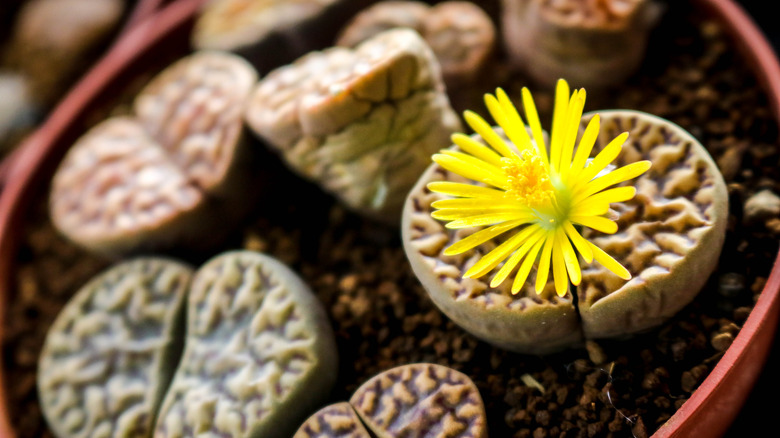 Lithops plants, one with a bright yellow flower