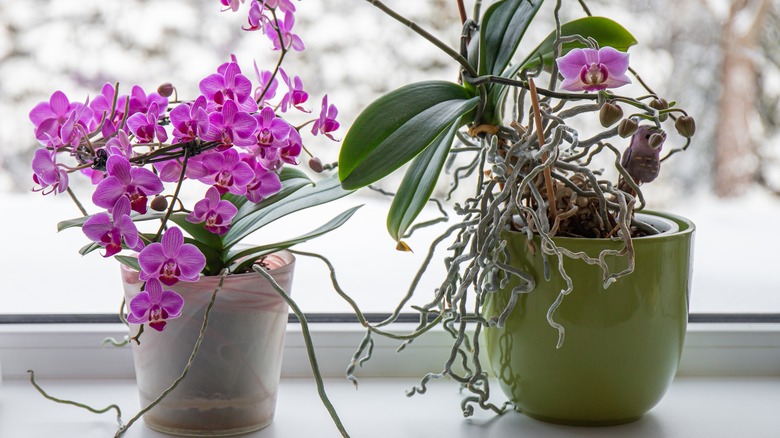 Moth orchids overlook snowy winter landscape from window