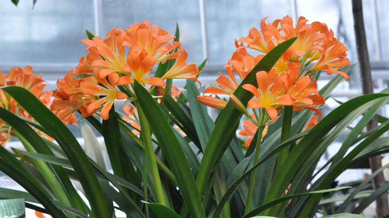 Clivia with orange blooms