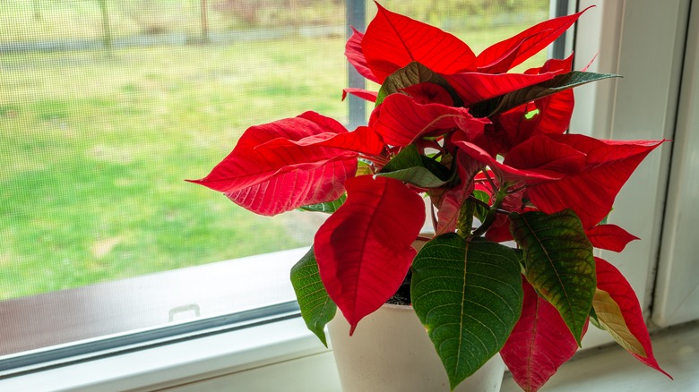 Red poinsettia next to window
