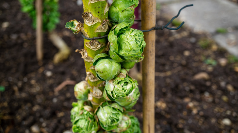 A close up of Brussels sprouts growing on a thick vine