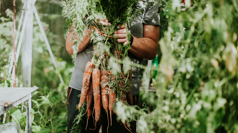A gardener harvesting a bundle of carrots in a greenhouse.