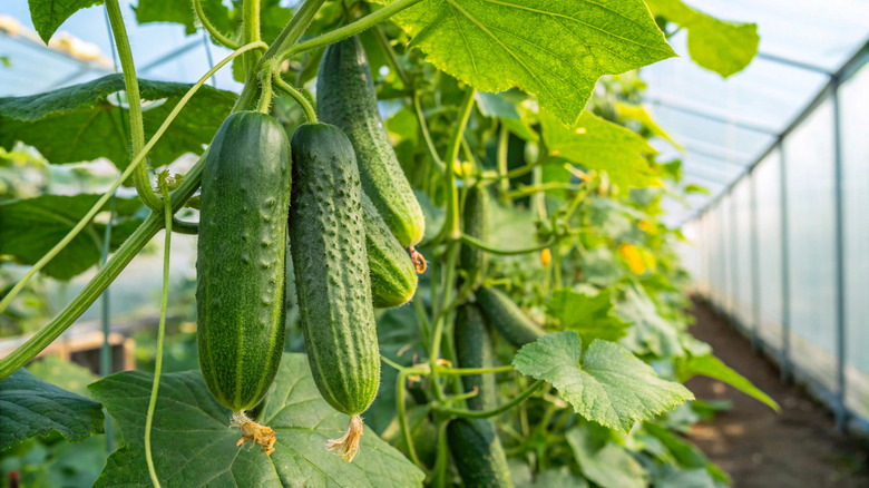 Flowering cucumbers in a greenhouse