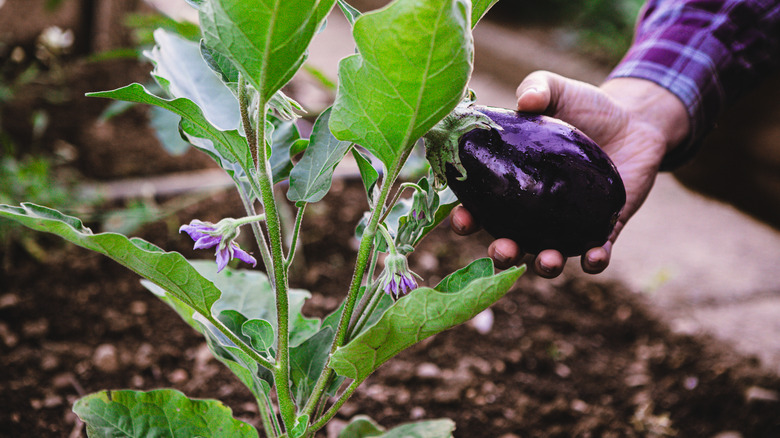 A gardener picking a fresh eggplant