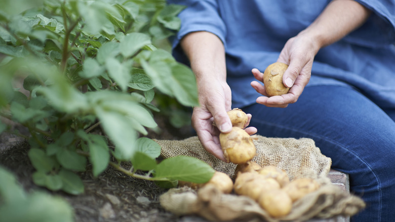 A gardener picking fresh potatoes