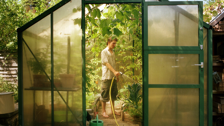 A man watering plants in a greenhouse