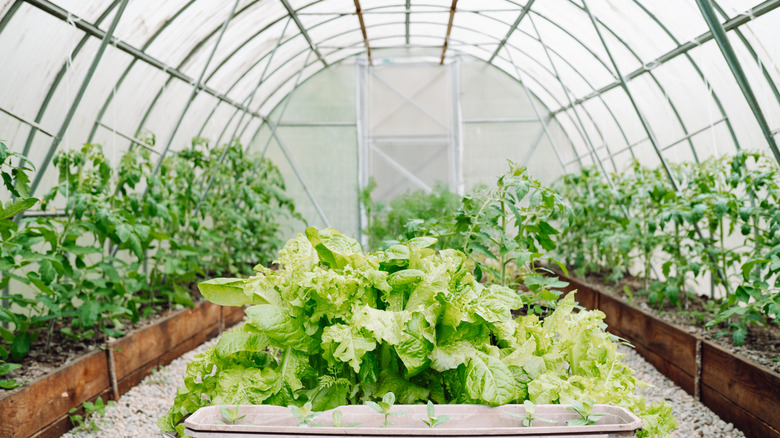 A lettuce plant growing in a greenhouse