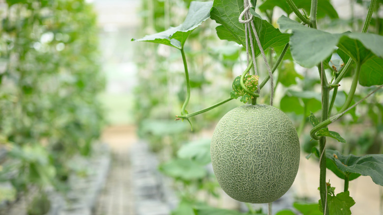A melon hanging in a greenhouse