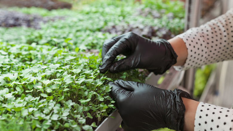 Microgreens growing in a tray inside a greenhouse