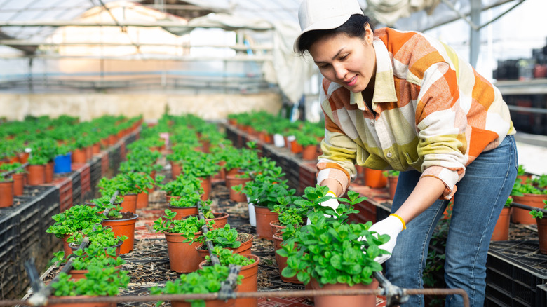 A gardener handling pots of mint in a greenhouse