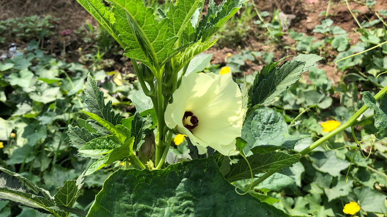 A flowering okra plant