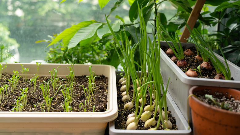 Rows of onions growing in shallow pans