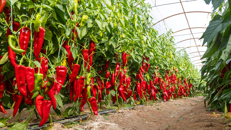 Rows of red peppers growing in a greenhouse