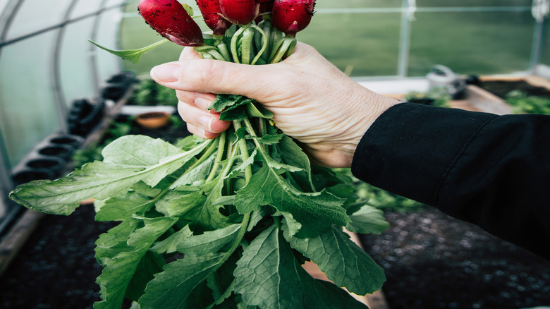 A bundle of radishes freshly picked in a greenhouse