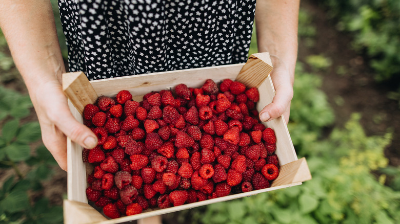 A gardener holding a basket of raspberries in a garden