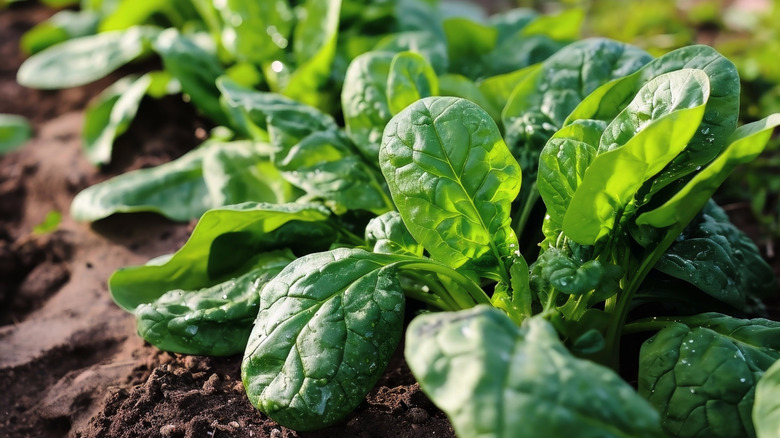 Spinach plants in a bed of soil