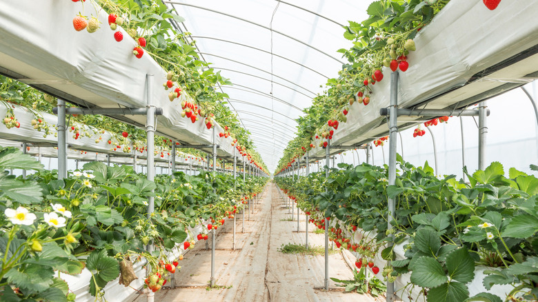 Rows of strawberry plants in a greenhouse