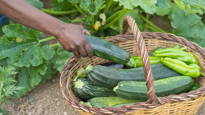 A gardener harvesting zucchini in a basket